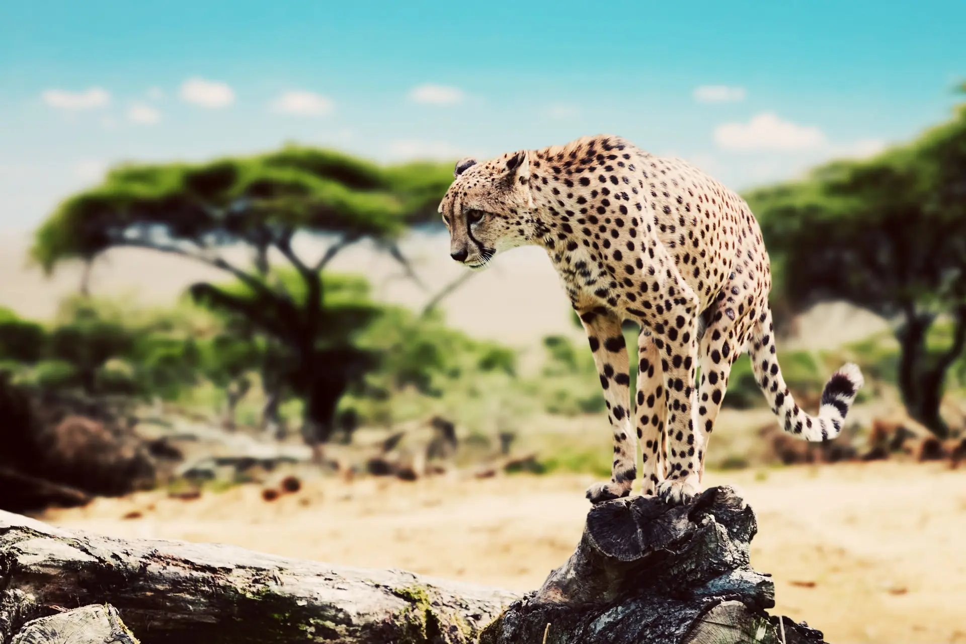 4 Dagen Ngorongoro Safari