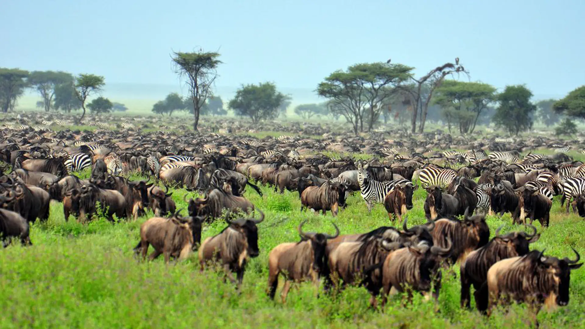 3 Dagen Serengeti Safari