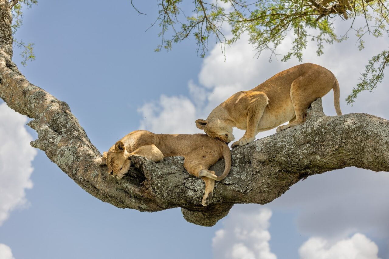 2 Dagen Tarangire Safari