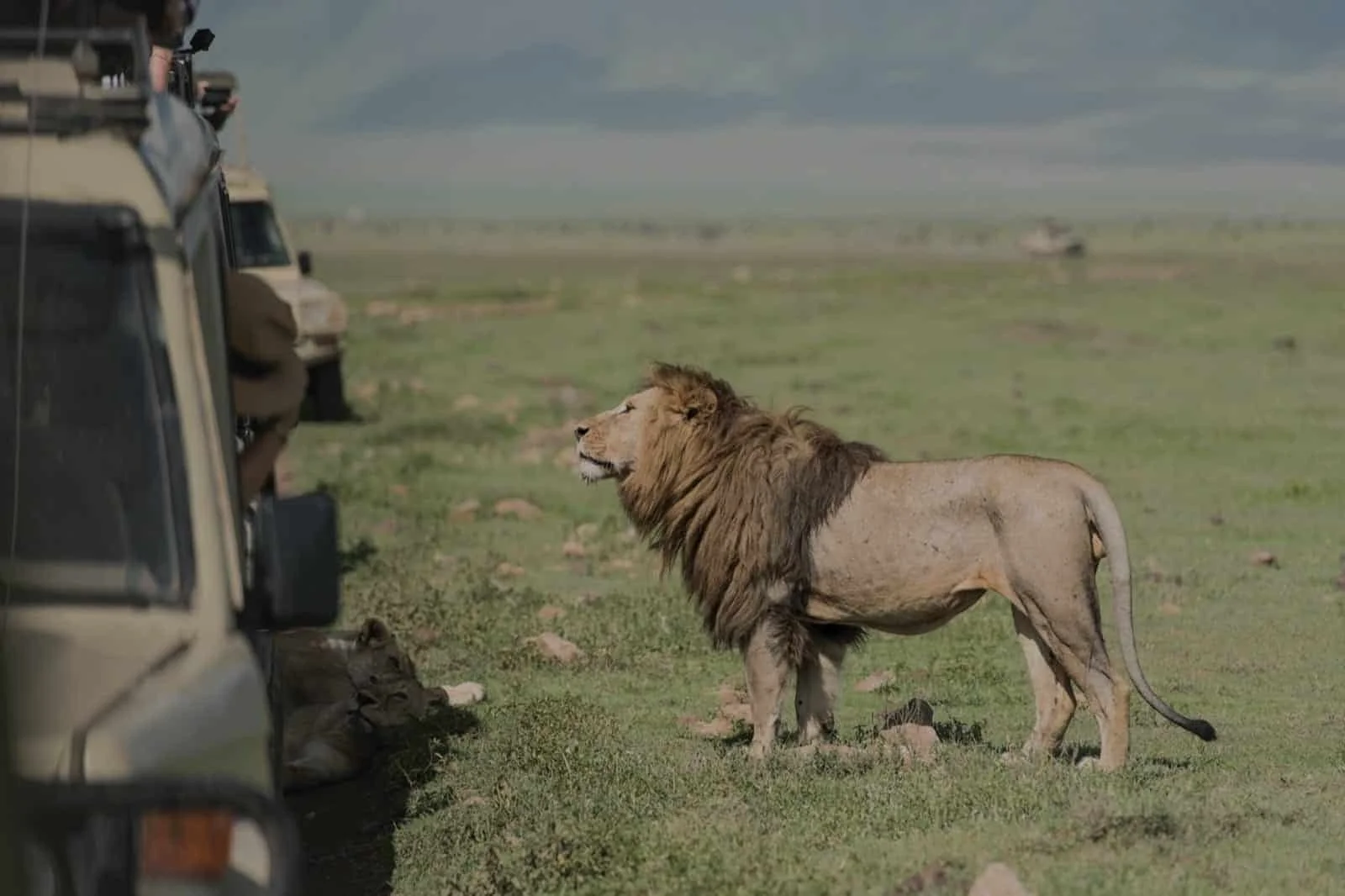 Safari in Tanzania